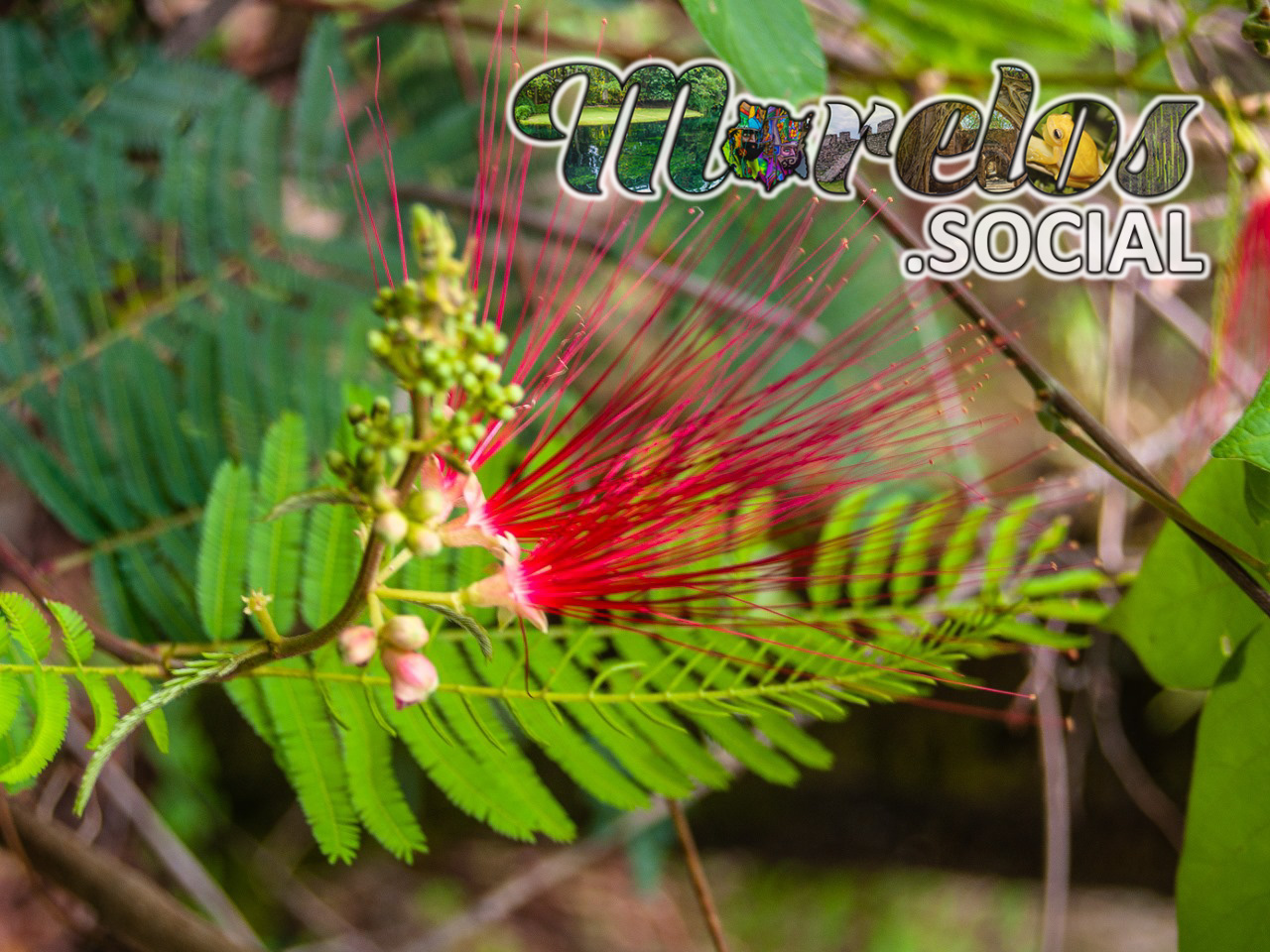 Flor de la planta Barba de Viejo del cerro de la luz del pueblo mágico de Tepoztlán, Morelos